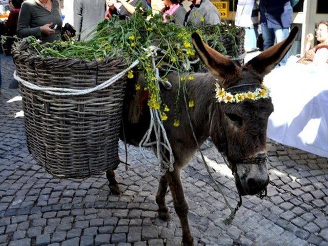 Alaçatı Ot Festivali Turu